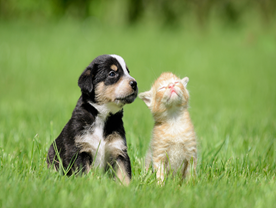 Luister eens naar de dieren